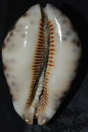 Image of harlequin cowrie