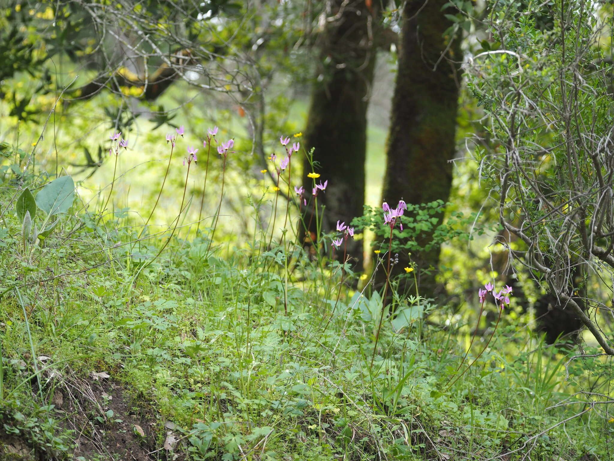 Imagem de Dodecatheon hendersonii subsp. hendersonii