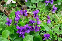 Image of sweet violet