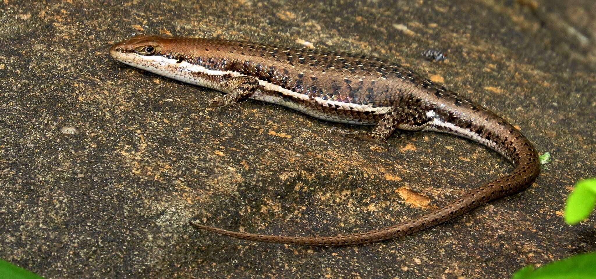 Image of Trachylepis varia (Peters 1867)