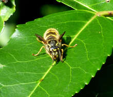 Image of Common wasp