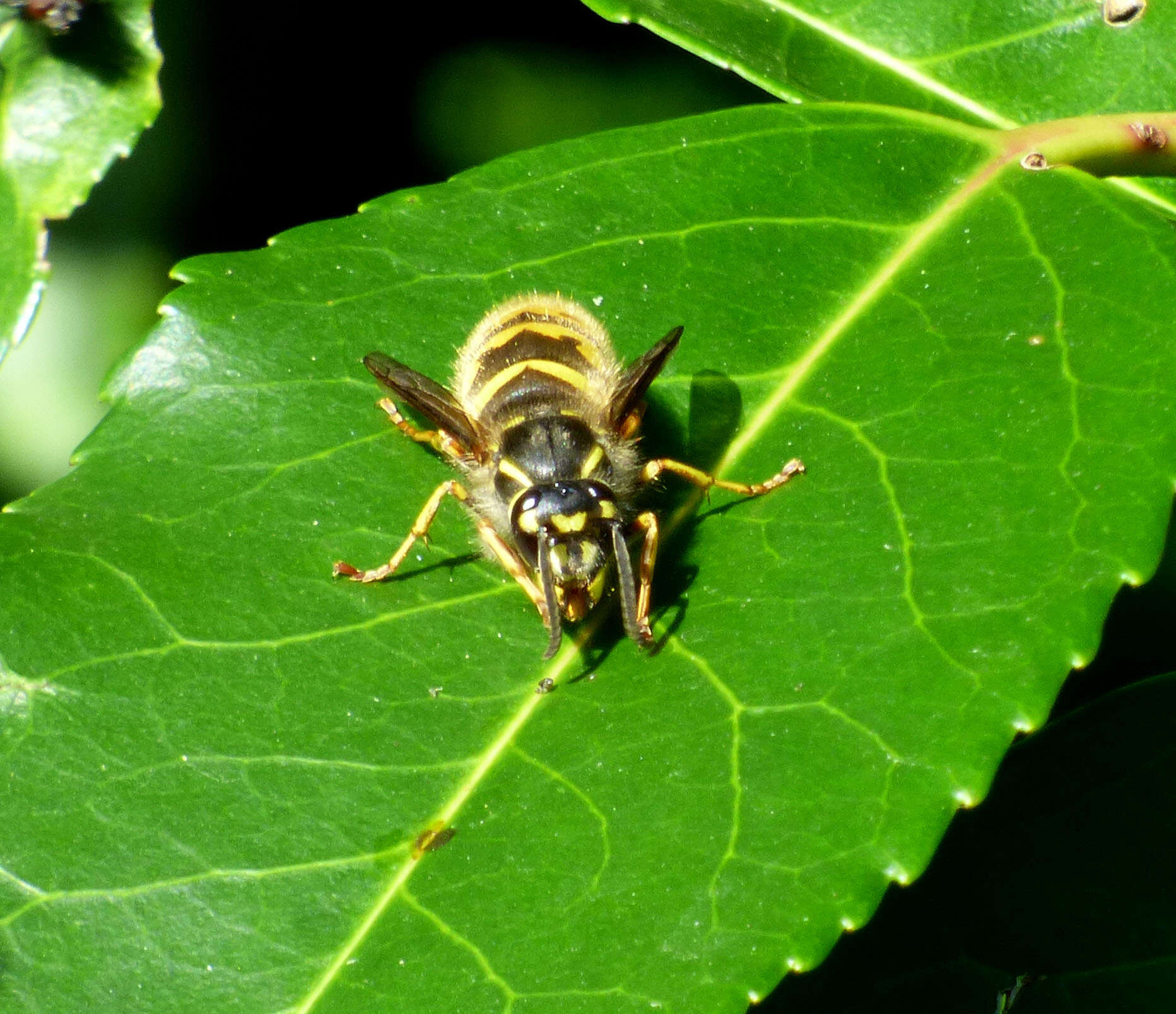 Image of Common wasp