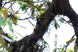 Image of Fulvous-breasted Woodpecker