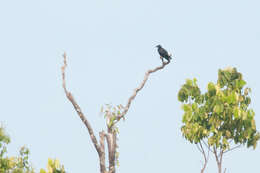 Image of Banggai Crow