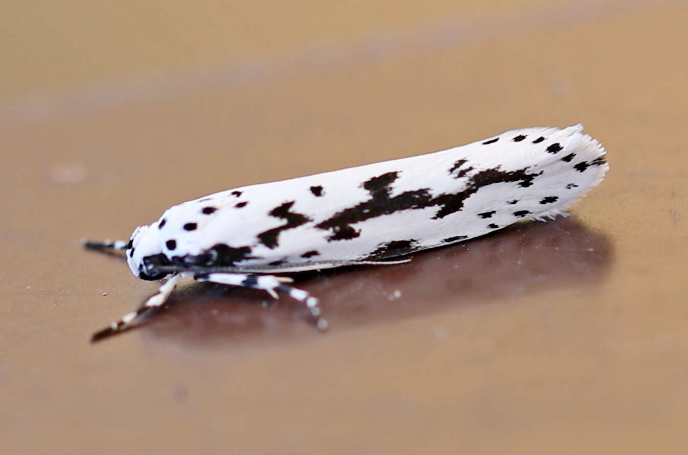 Image de Ethmia candidella Alphéraky 1908