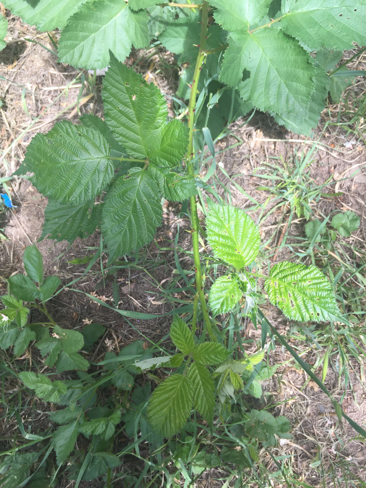 Image of Himalayan blackberry