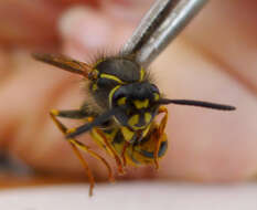 Image of Common wasp