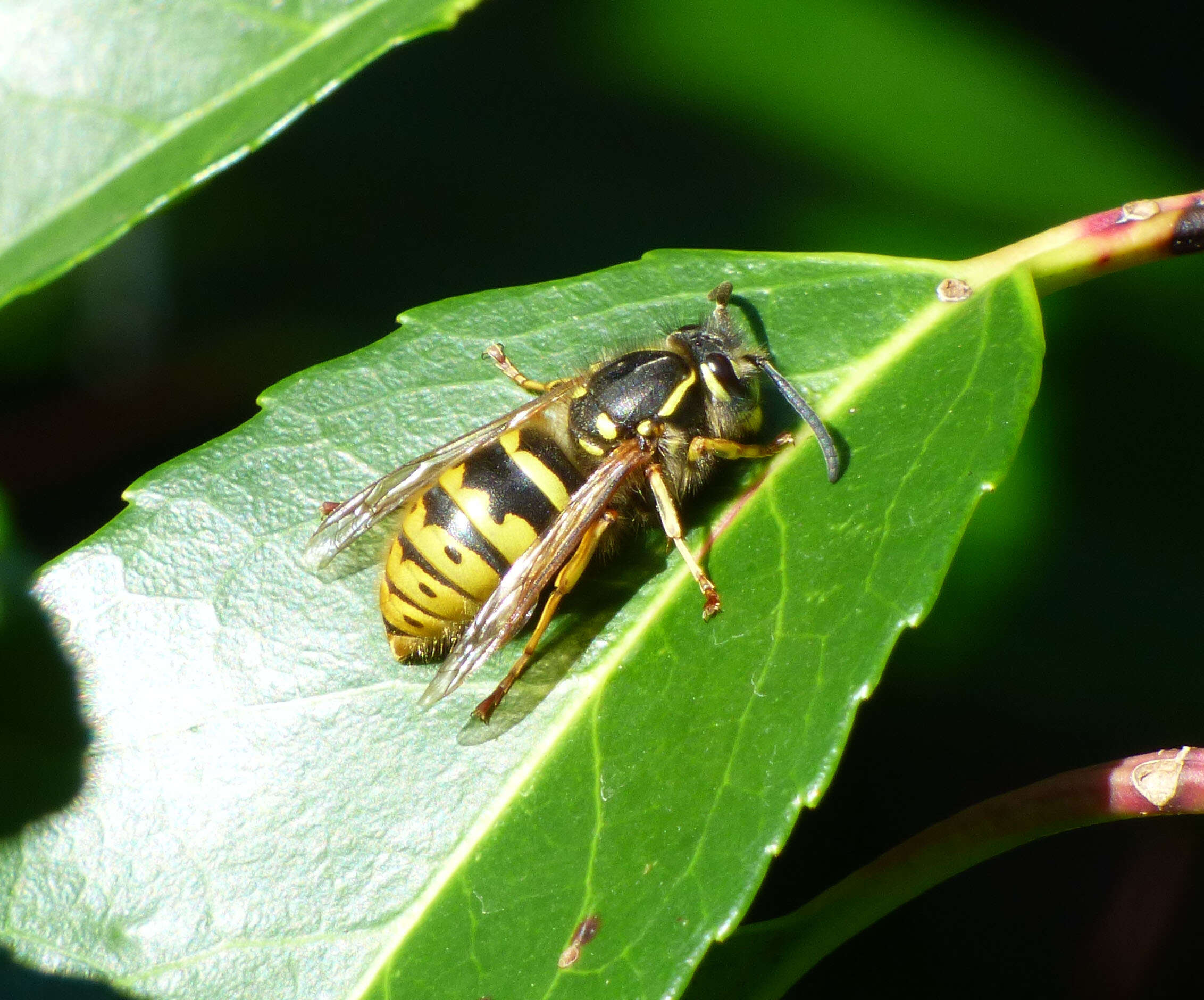 Image of Common wasp