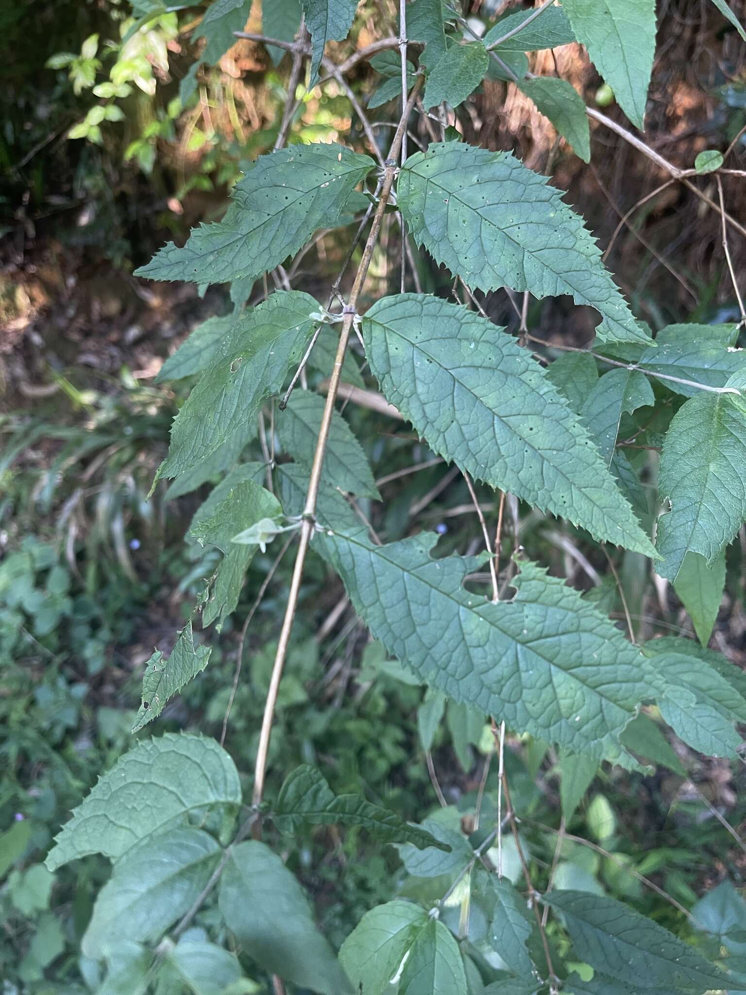 Image of Weeping sage