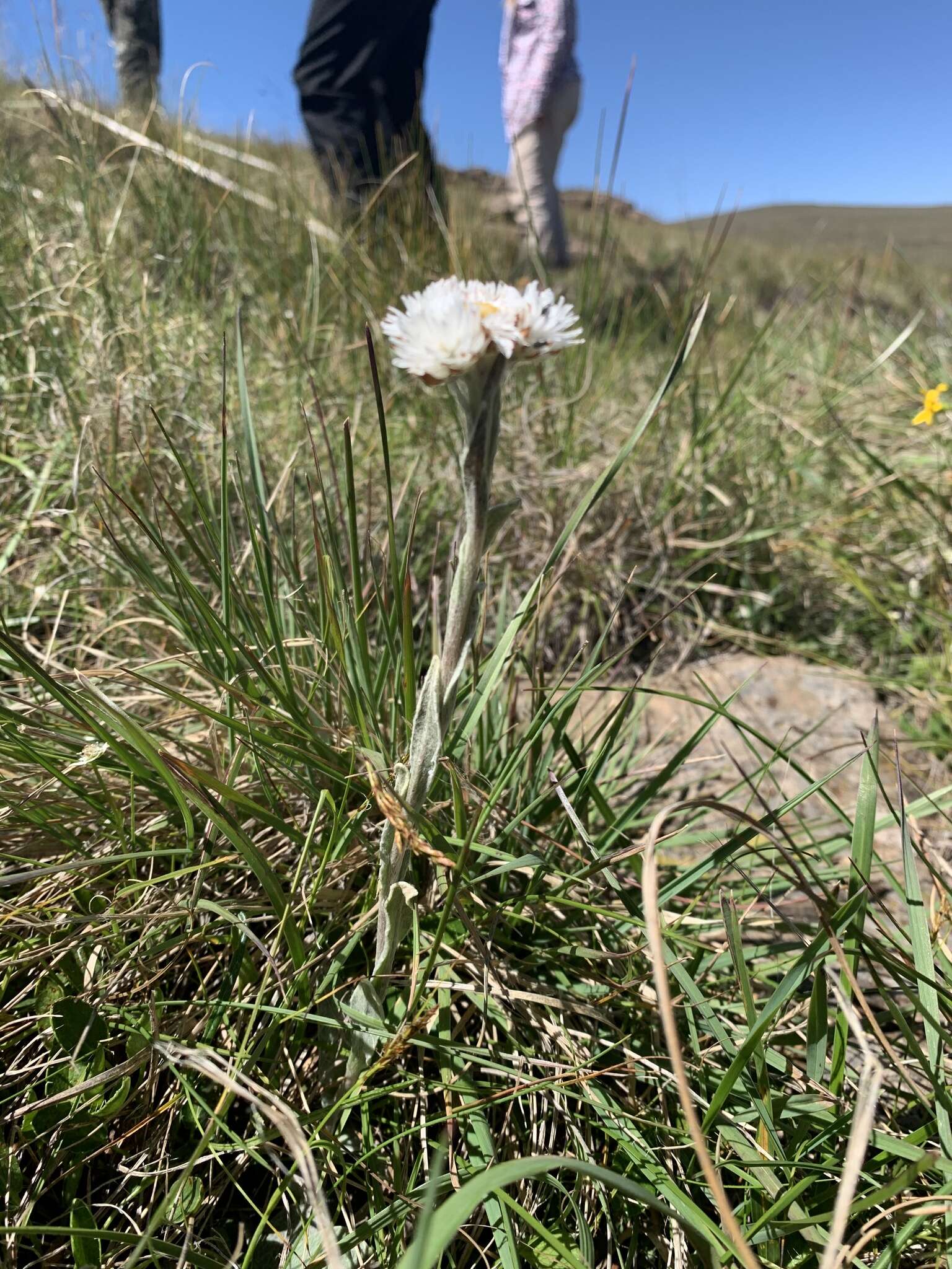 Image of Helichrysum albobrunneum S. Moore