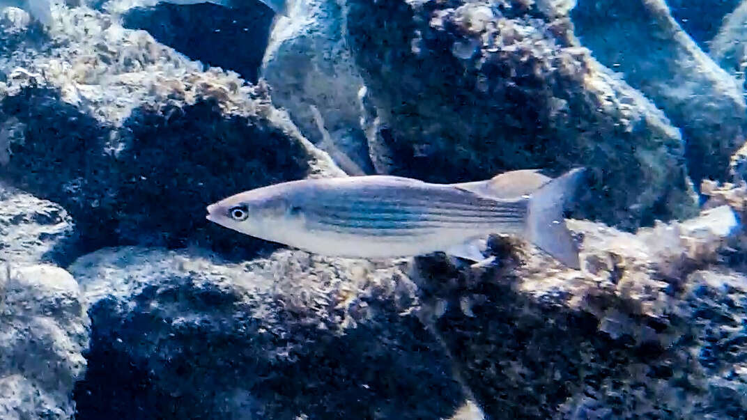 Image of Grey Mullet