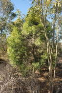 Слика од Afrocarpus gracilior (Pilg.) C. N. Page