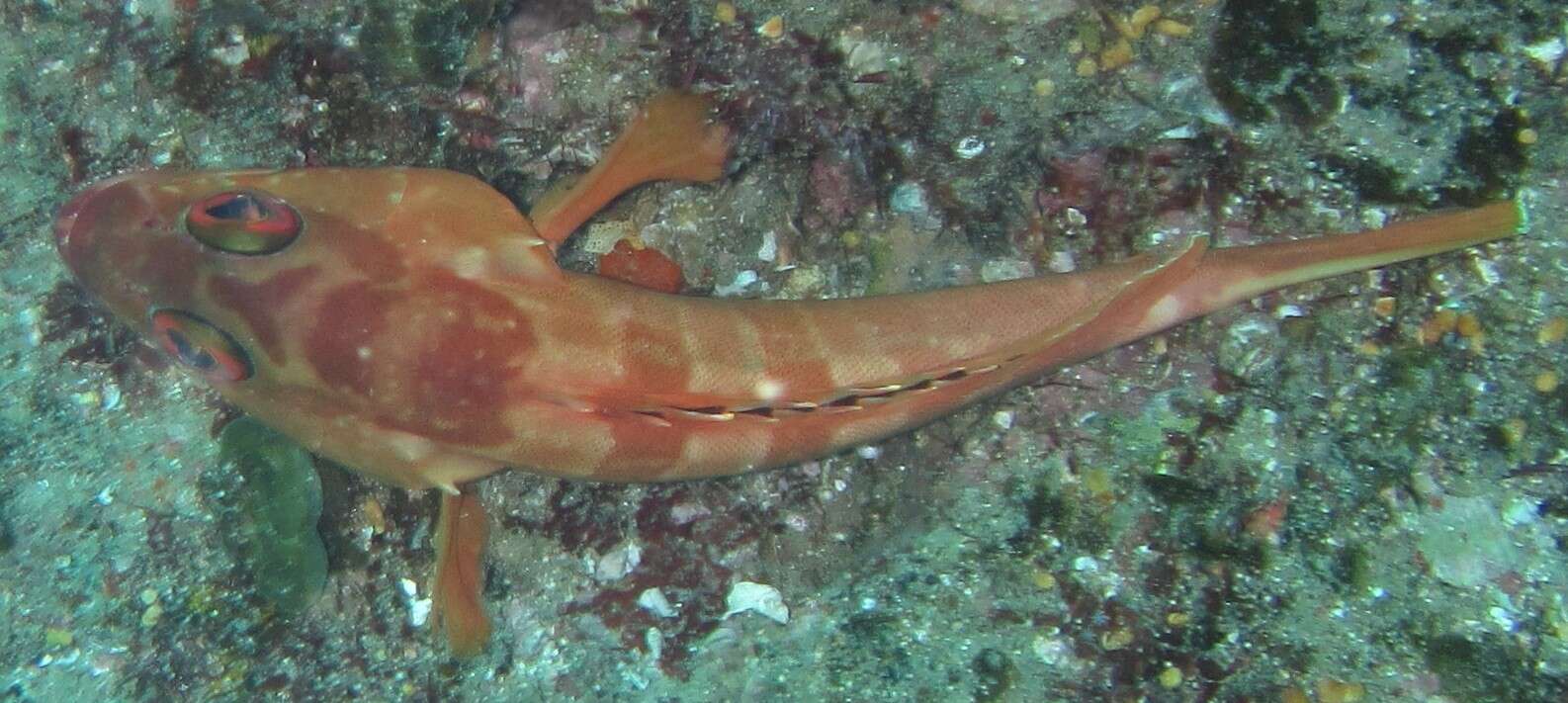 Imagem de Epinephelus fasciatus (Forsskål 1775)