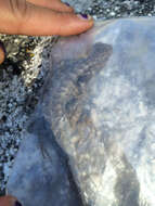 Image of Southern Sagebrush Lizard