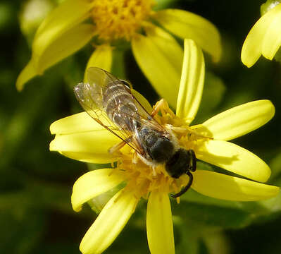 Image of Halictus Latreille 1804