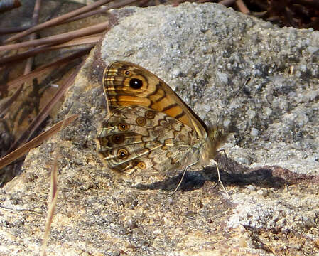 Image of Lasiommata megera