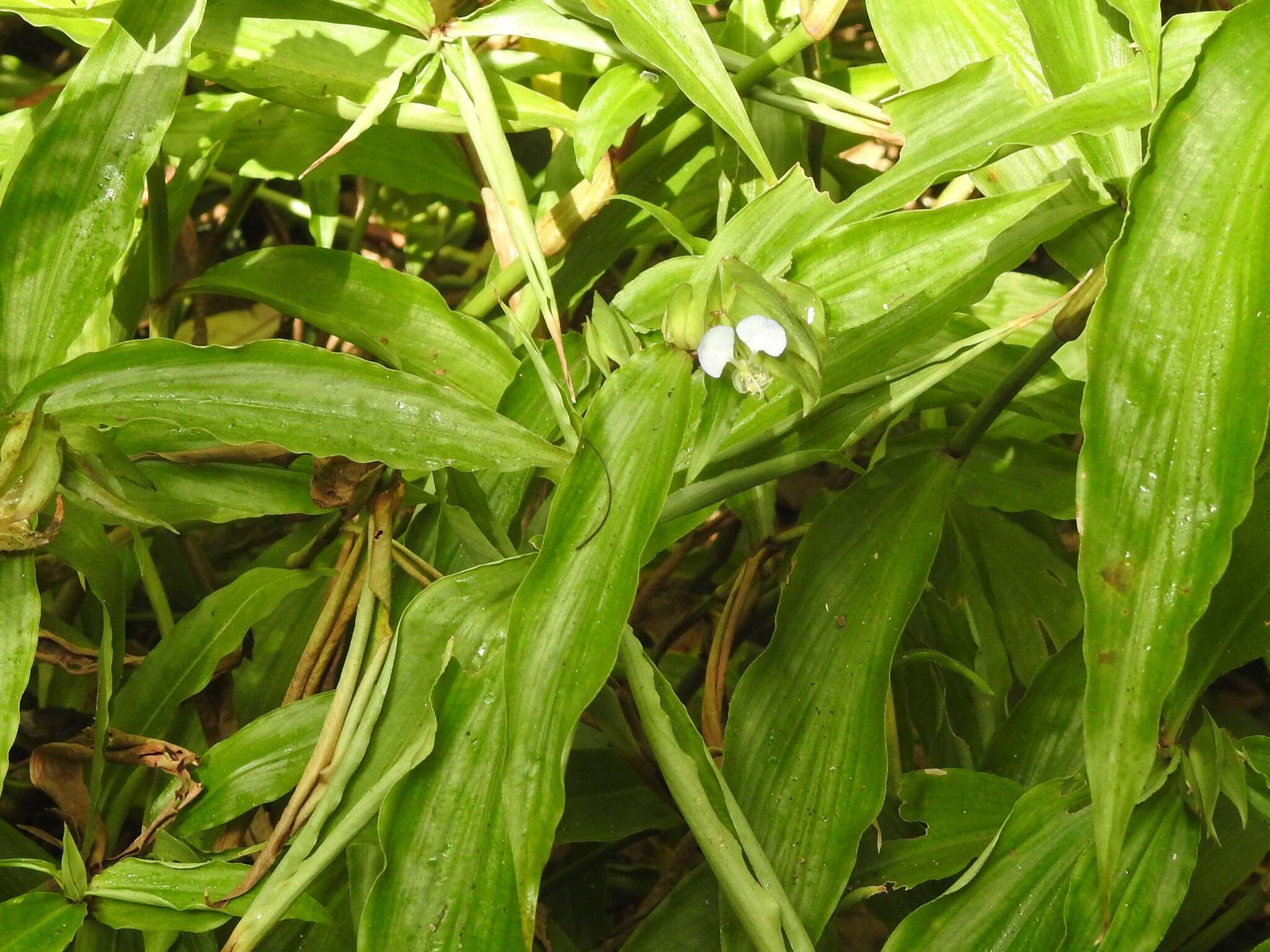 Commelina paludosa Blume的圖片