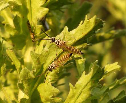 Myzinum frontalis (Cresson 1875)的圖片