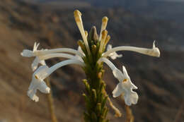 Image of Chascanum garipense E. Mey.