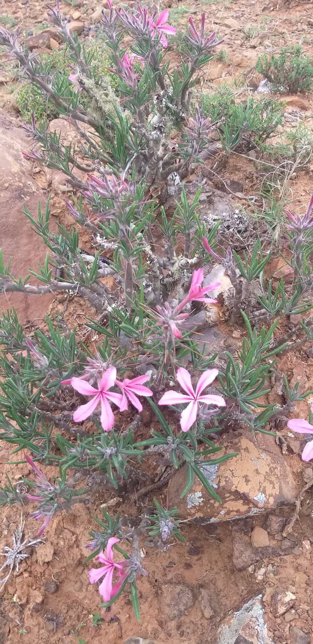 Image of Pachypodium succulentum (L. fil.) Sweet