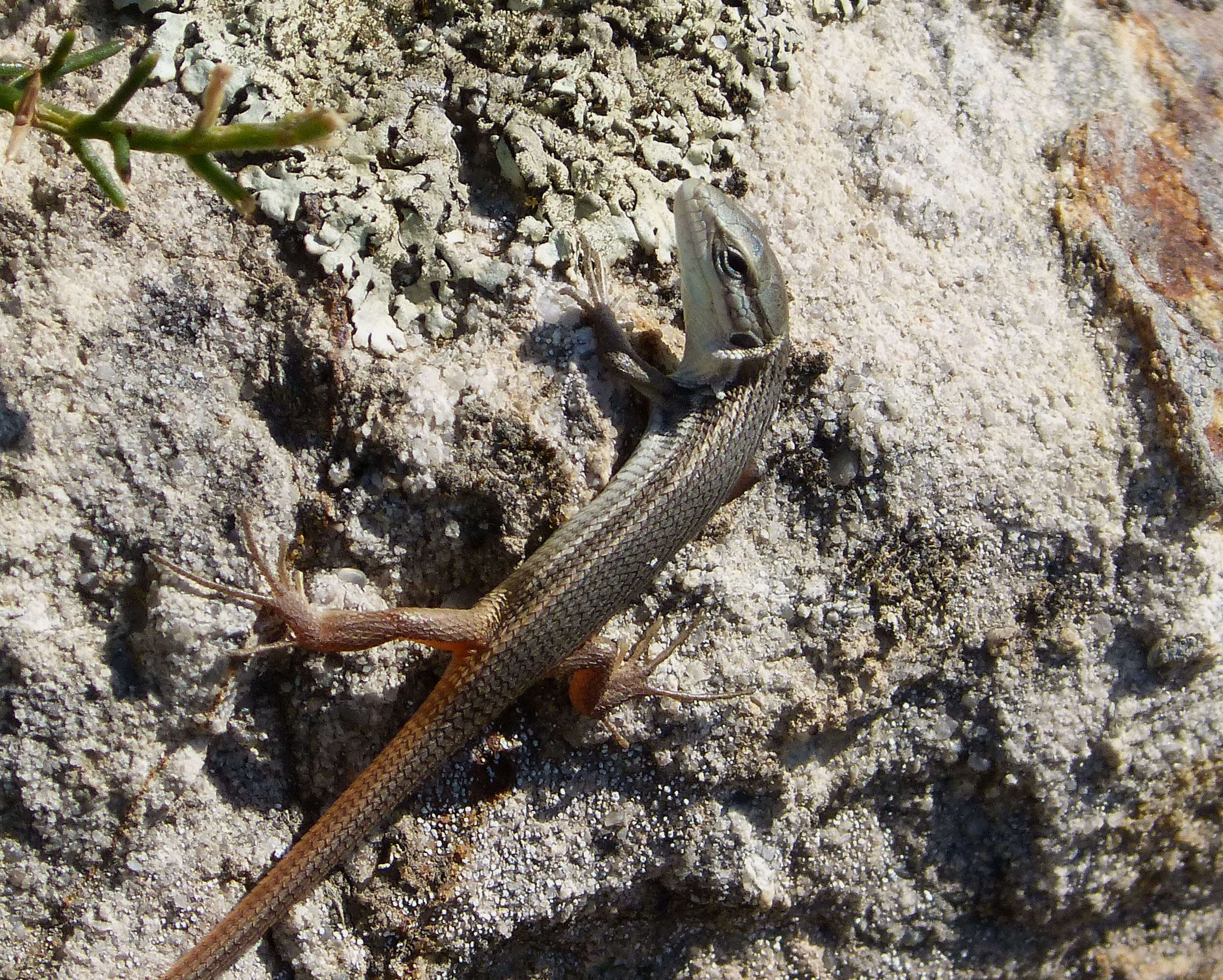 Psammodromus algirus (Linnaeus 1758) resmi