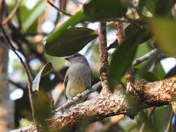 Image of Amazonian Scrub Flycatcher