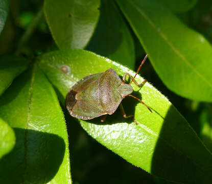 Image of Green shield bug