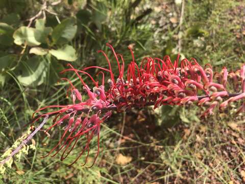 Image of Grevillea dryandri R. Br.