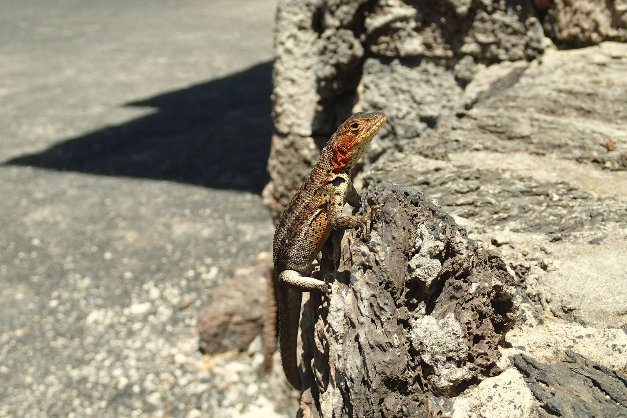 Image of Galapagos Lava Lizard