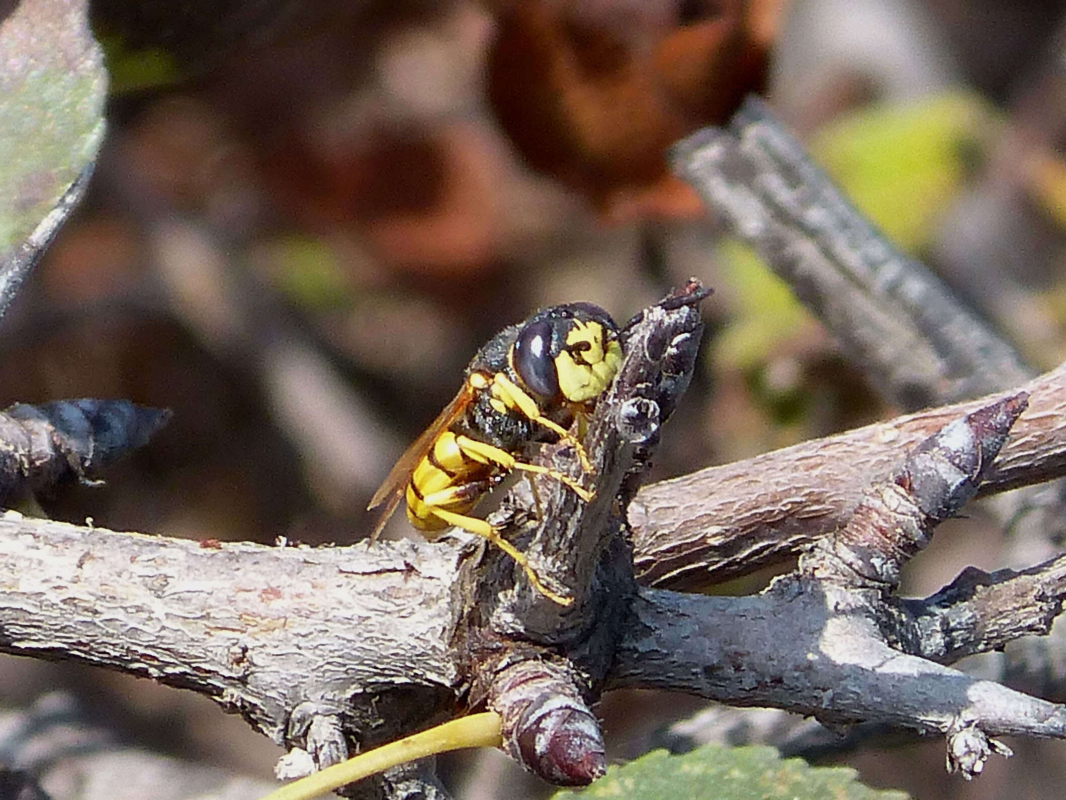 Imagem de Philanthus triangulum (Fabricius 1775)