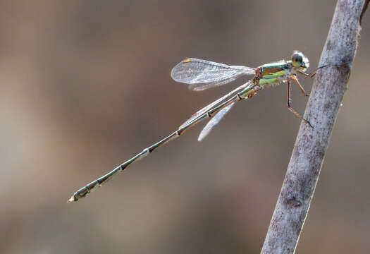 Image of Chalcolestes Kennedy 1920