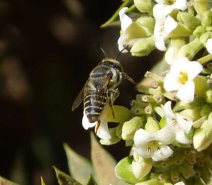 Image of leaf-cutter bees, mason bees, and relatives