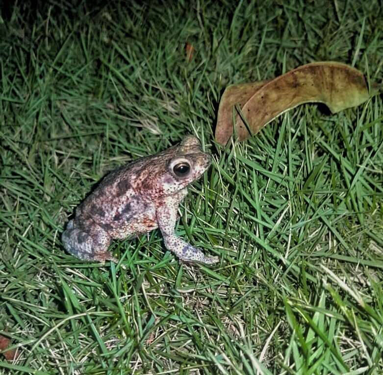 Imagem de Rhinella humboldti (Gallardo 1965)