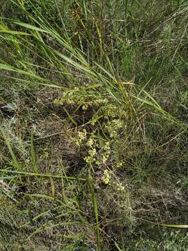 Image of Galium himmelbaurianum (Ronniger) Soó