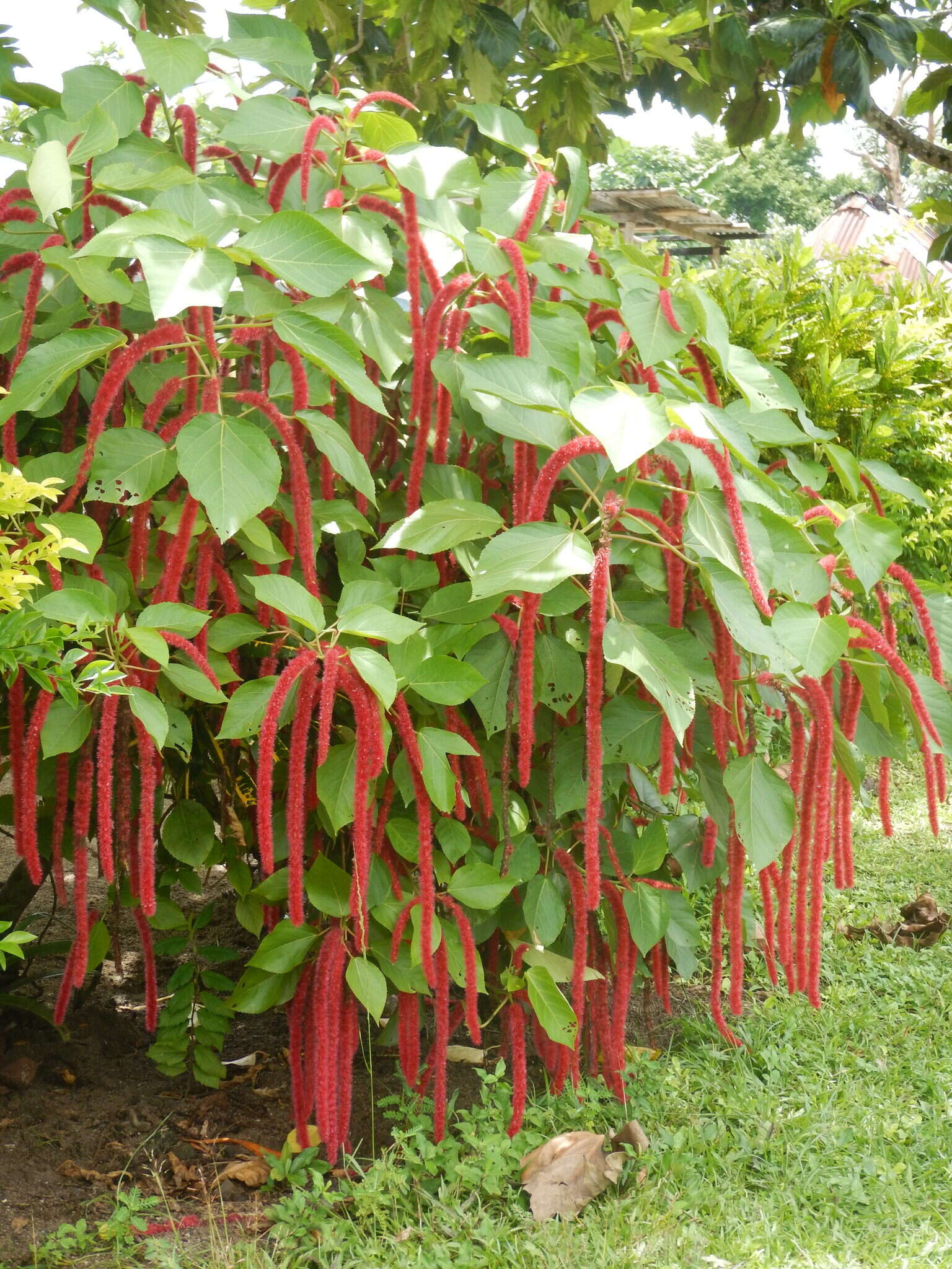 Image of chenille plant