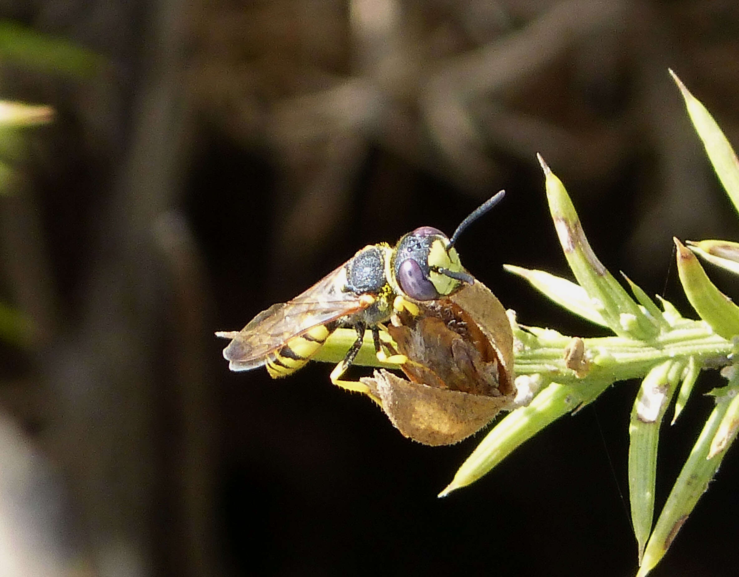 Imagem de Philanthus triangulum (Fabricius 1775)