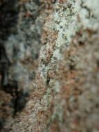 Image of needle lichen