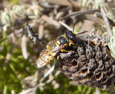 Image of European beewolf