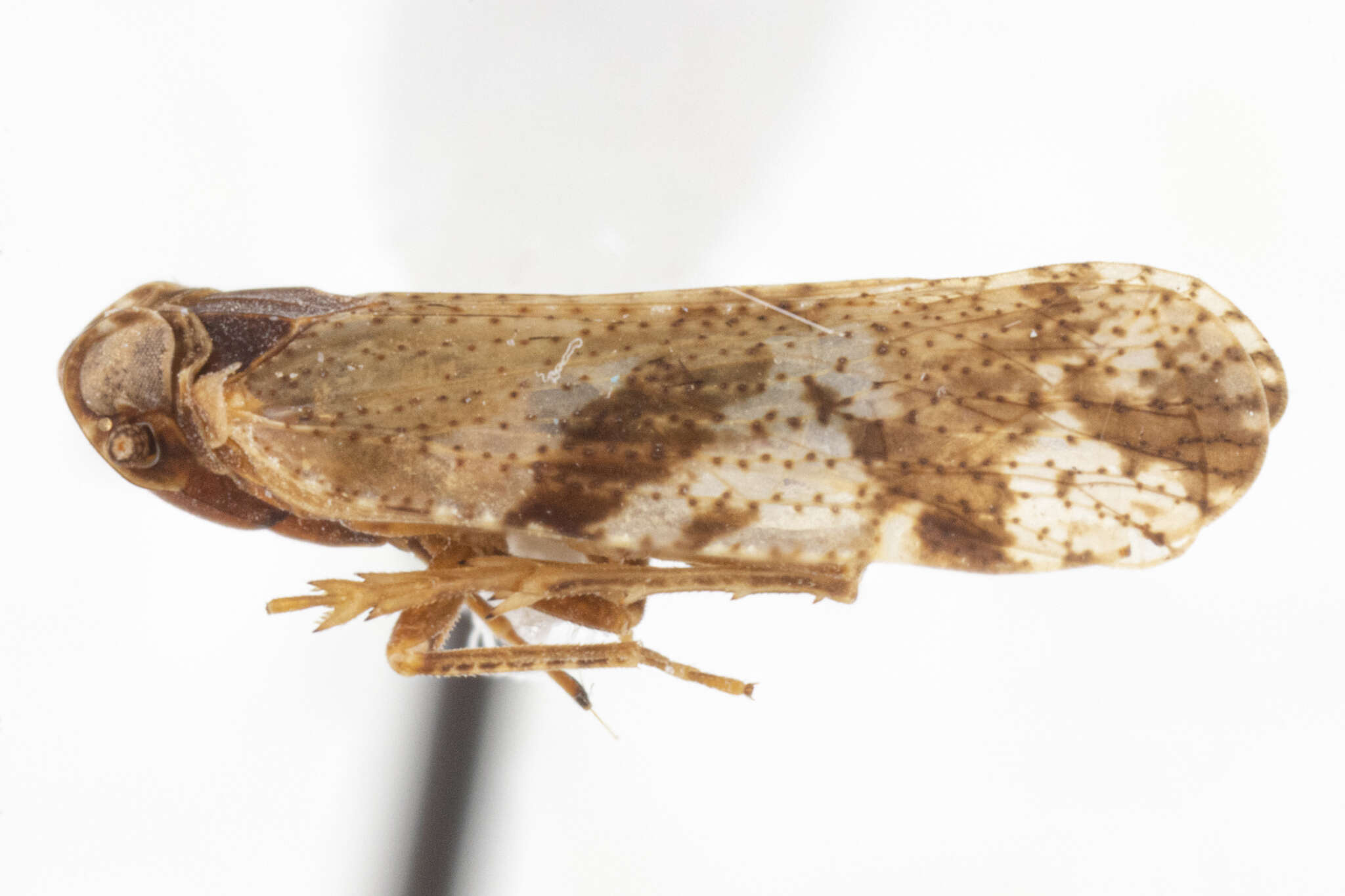 Image of Cixiosoma bonaerense Berg 1883