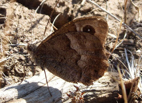 Image of Tree Grayling