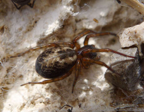 Image of Lace webbed spider