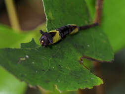 Image of Kamalia multipunctata