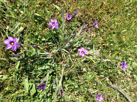 Image of western blue-eyed grass