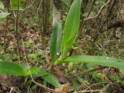 Image of succulent spiderwort