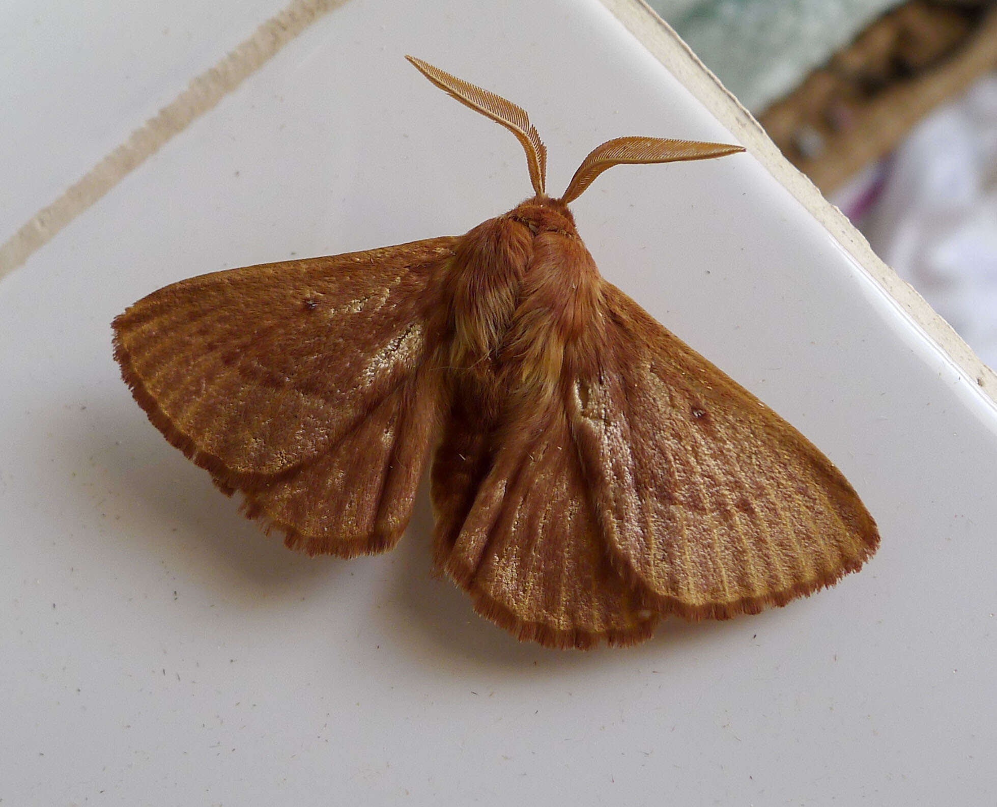 Image of oak eggar