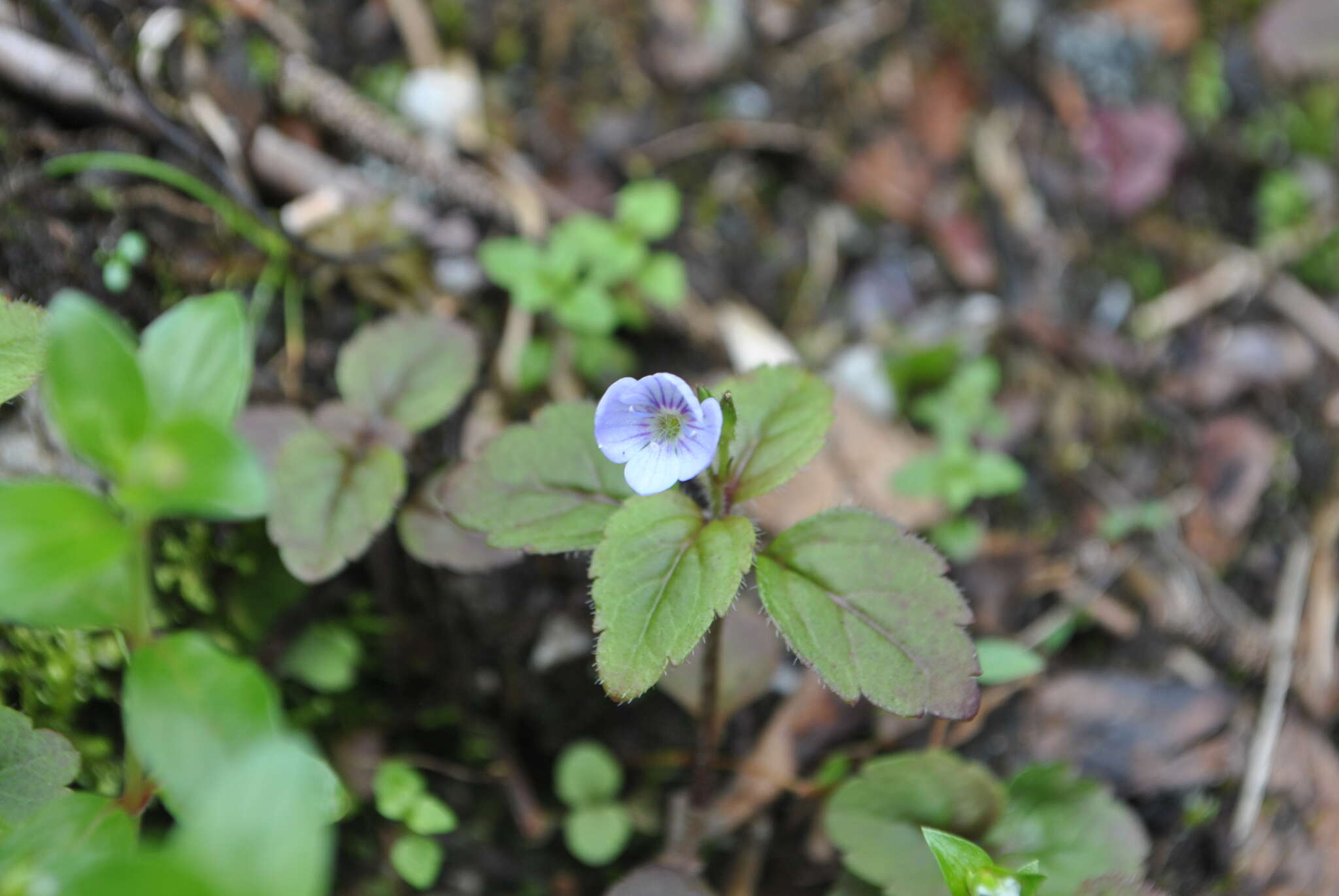 Image of Veronica szechuanica Batalin