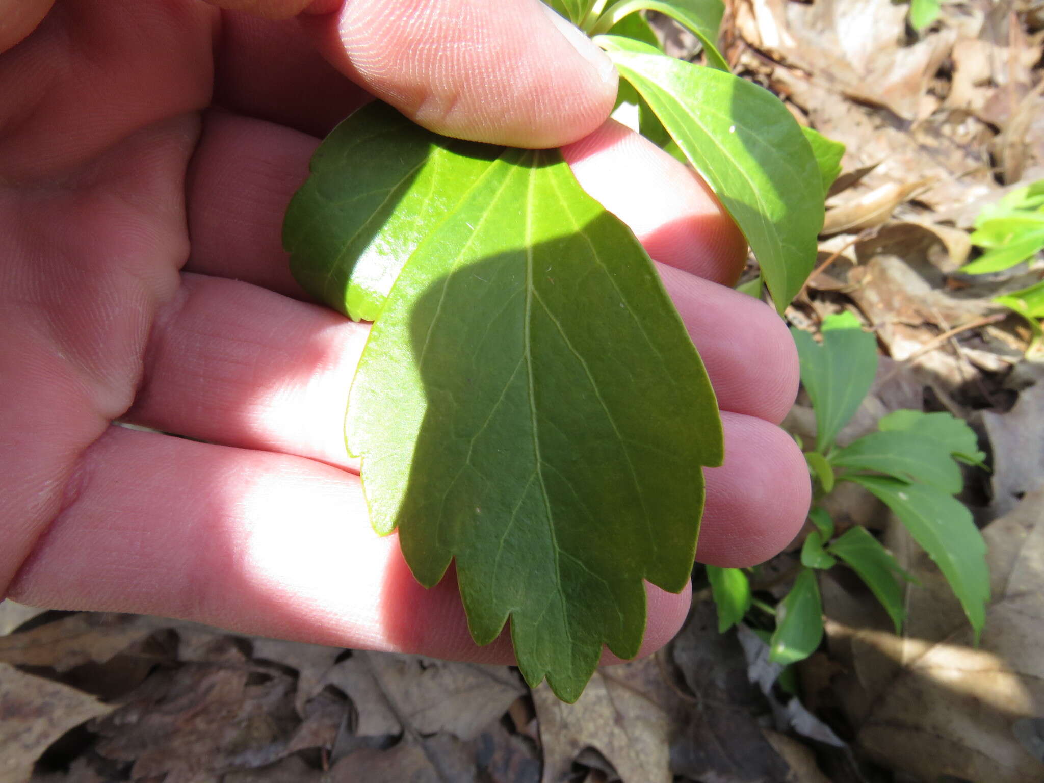 Image of Japanese pachysandra