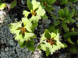 Image of Rhododendron aureum Georgi