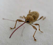 Image of Weevil