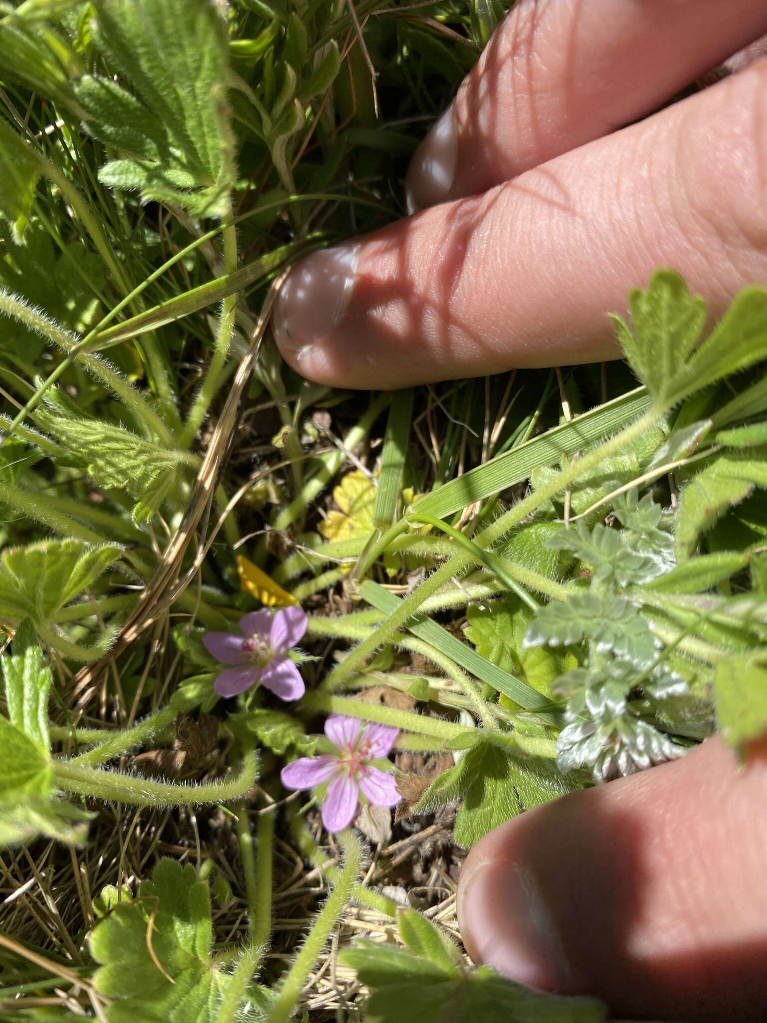 Imagem de Geranium antrorsum Carolin